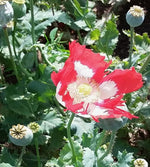 Danish Flag poppy seed pods for dried arrangements

