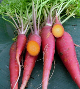 healthy purple dragon carrot plants with lush green leaves

