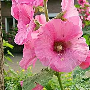 Baby Pink Hollyhock Flower Planting Seeds for Garden NON GMO Seeds Dhara Seeds