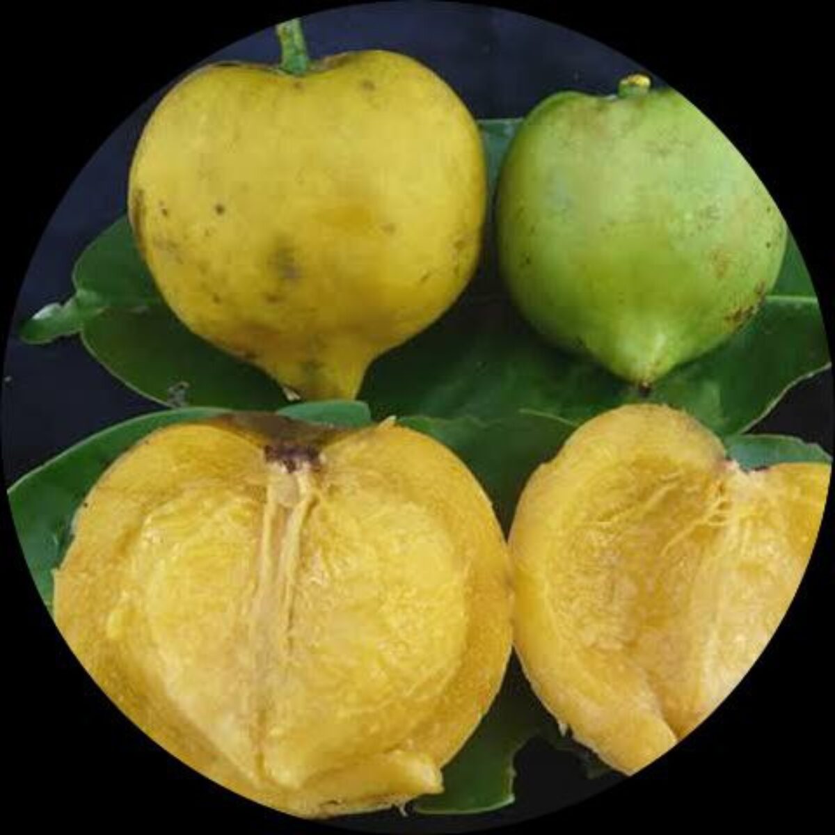 Gamboge (Garcinia hanburyi)