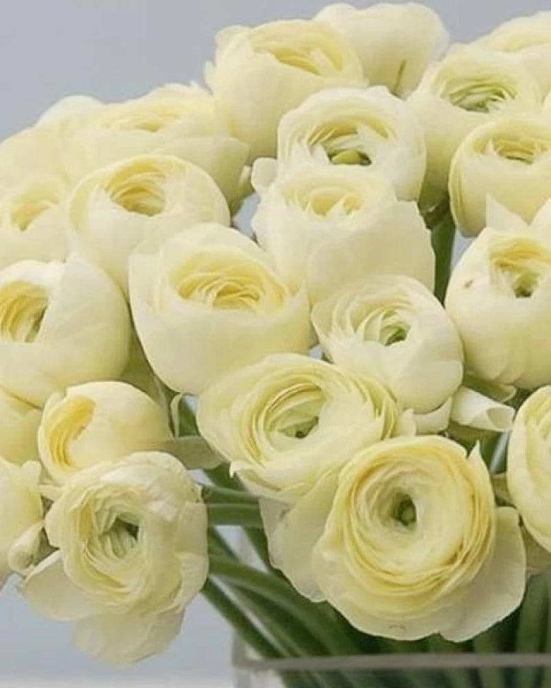 Ranunculus Seeds - Cream