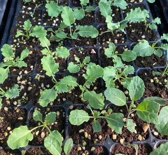 Days Good Disease Resistant Cauliflower For Sowing heirloom non-gmo organic garden seeds