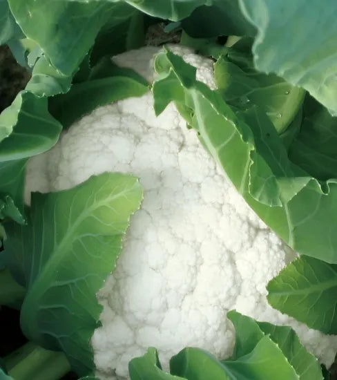 Days Good Disease Resistant Cauliflower For Sowing – Heirloom, Non-GMO, High Germination Organic Garden Seeds