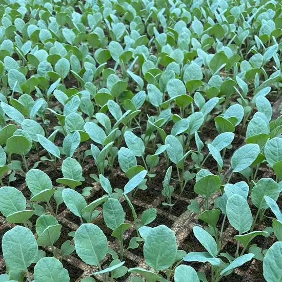 Days Mid Maturity Heat Tolerance Cauliflower heirloom non-gmo organic garden seeds