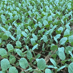 Days Mid Maturity Heat Tolerance Cauliflower heirloom non-gmo organic garden seeds