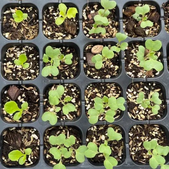 Days Heat Resistant Cabbage For Easy Sowing heirloom non-gmo organic garden seeds