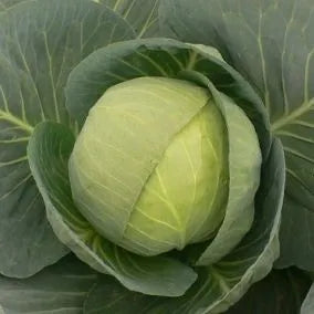 Days Heat Resistant Cabbage For Easy Sowing – Heirloom, Non-GMO, High Germination Organic Garden Seeds
