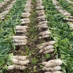 Days Hybrid High Quality Radish For Sowing heirloom non-gmo organic garden seeds
