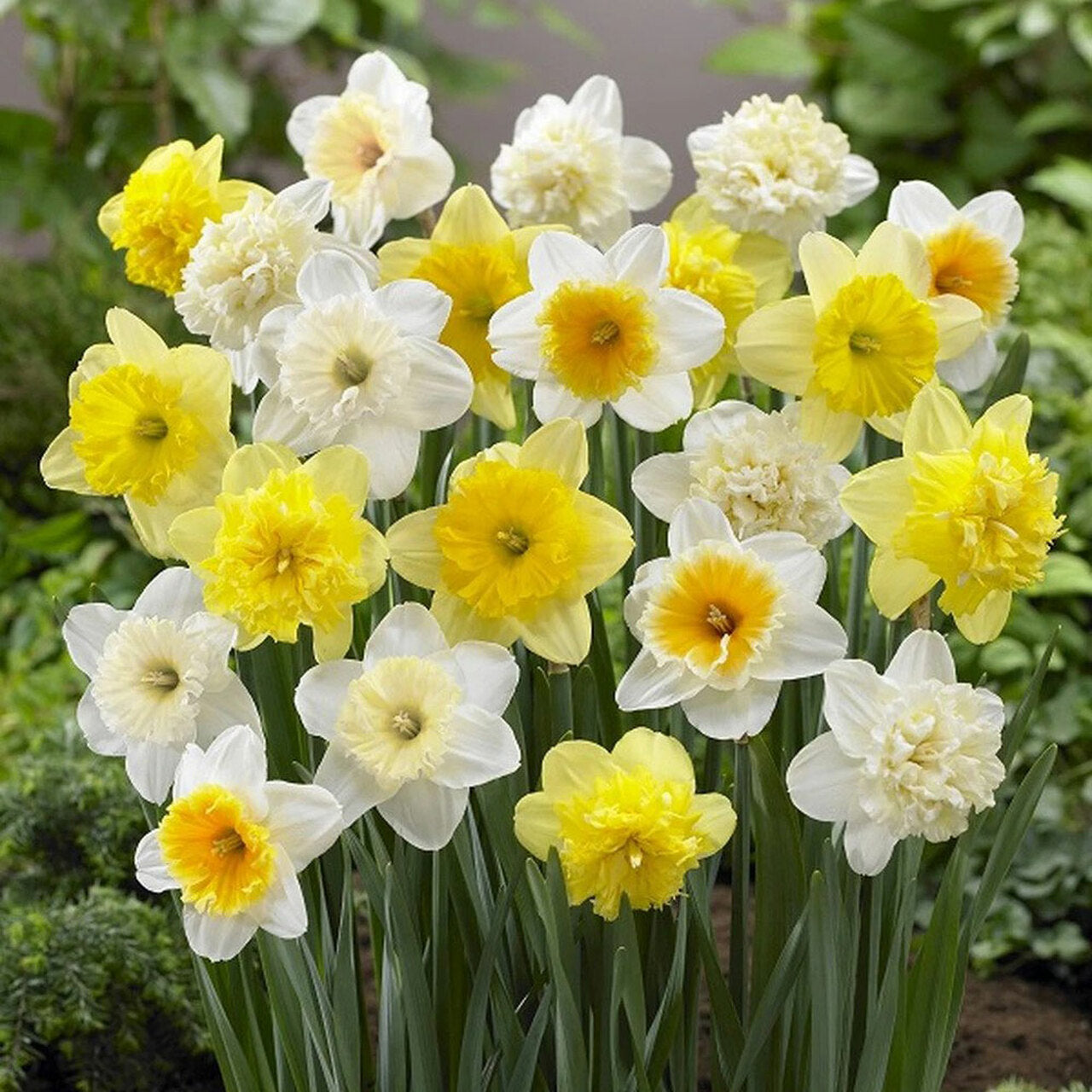 60 Days of Daffodils - Long Lasting Mix