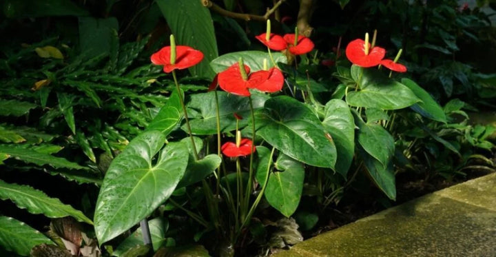 Heirloom Non-GMO Anthurium Flower Seeds | Fresh Tropical Blooms for Indoor & Outdoor Gardens