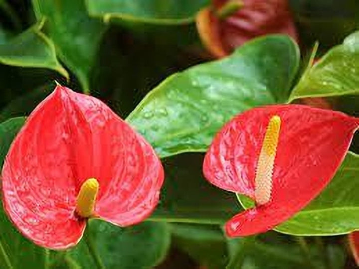 Mix Anthurium Flower Seeds for Planting - 100 pcs