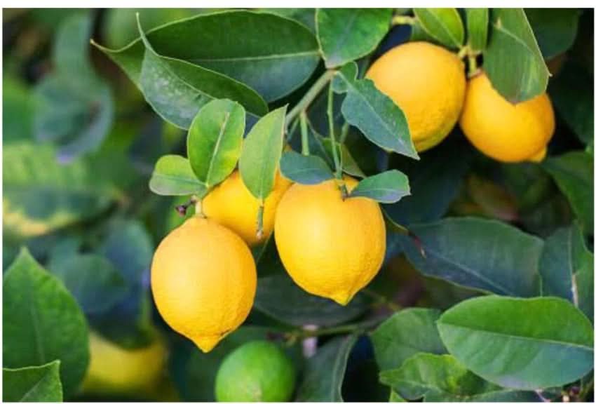 Lemon Tree Seeds for Gardening Fragrant Citrus