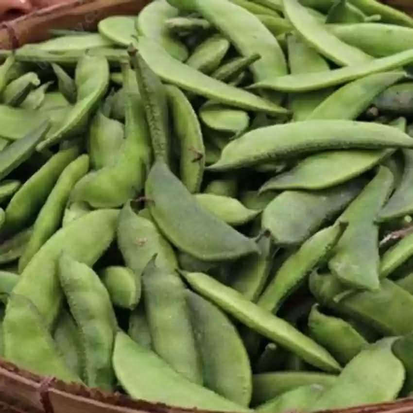 Runner Bean Phaseolus coccineus seeds for vertical garden planting