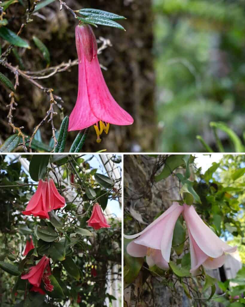 Bellflower Lapageria rosea Flower Seeds for Planting in Vertical Garden