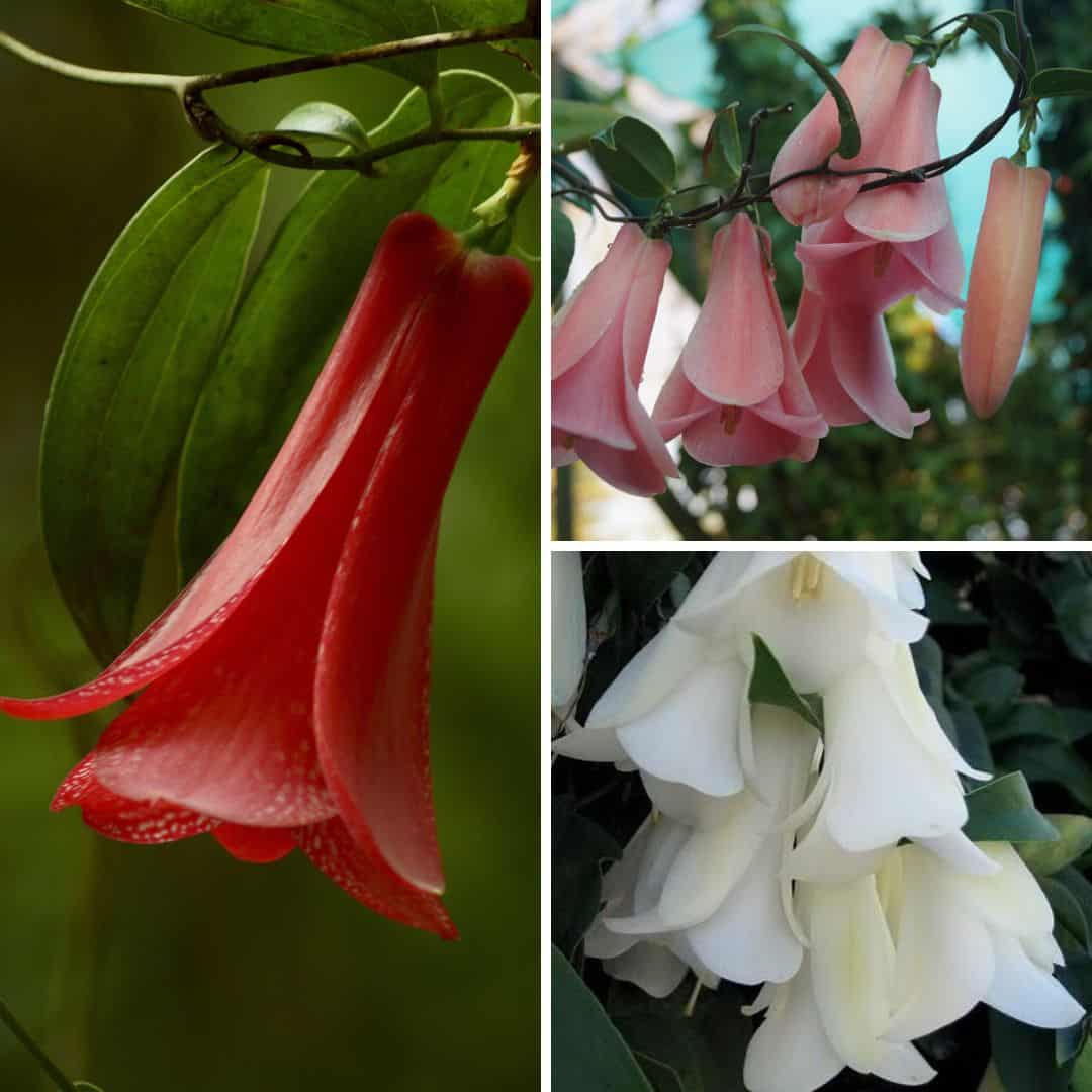 Bellflower Lapageria rosea Flower Seeds for Planting in Vertical Garden