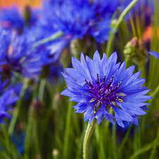 Cornflower Centaurea cyanus Flower Seeds for Planting in Home Garden