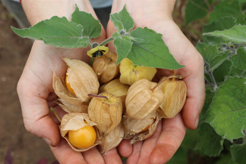 Incaberry (Physalis peruviana)