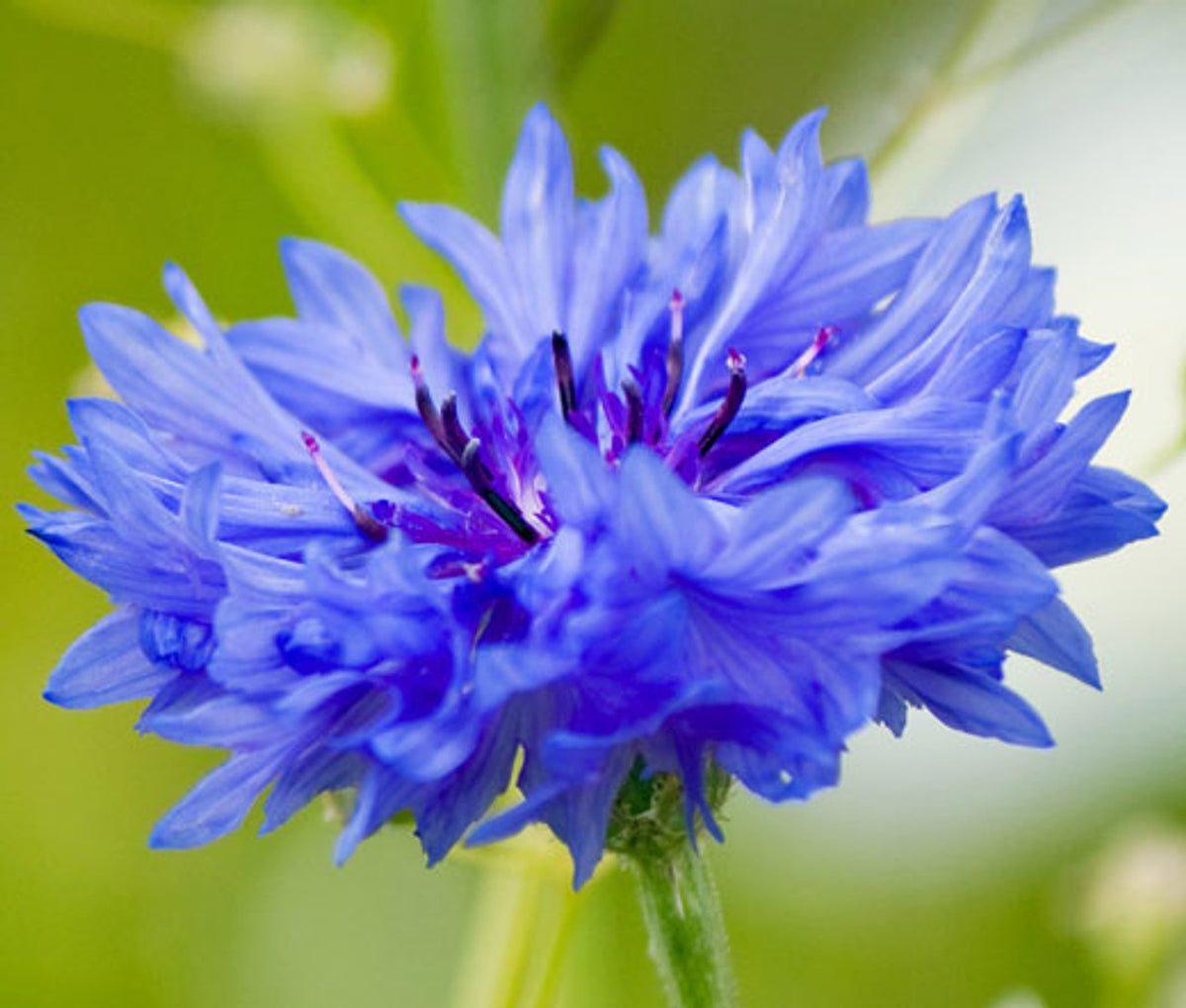 Cornflower Centaurea cyanus Flower Seeds for Planting in Home Garden