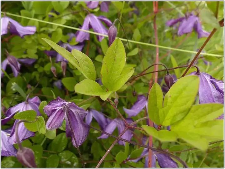 Violet Viticella Flower Seeds for Planting - NON GMO Seeds Dhara Seeds