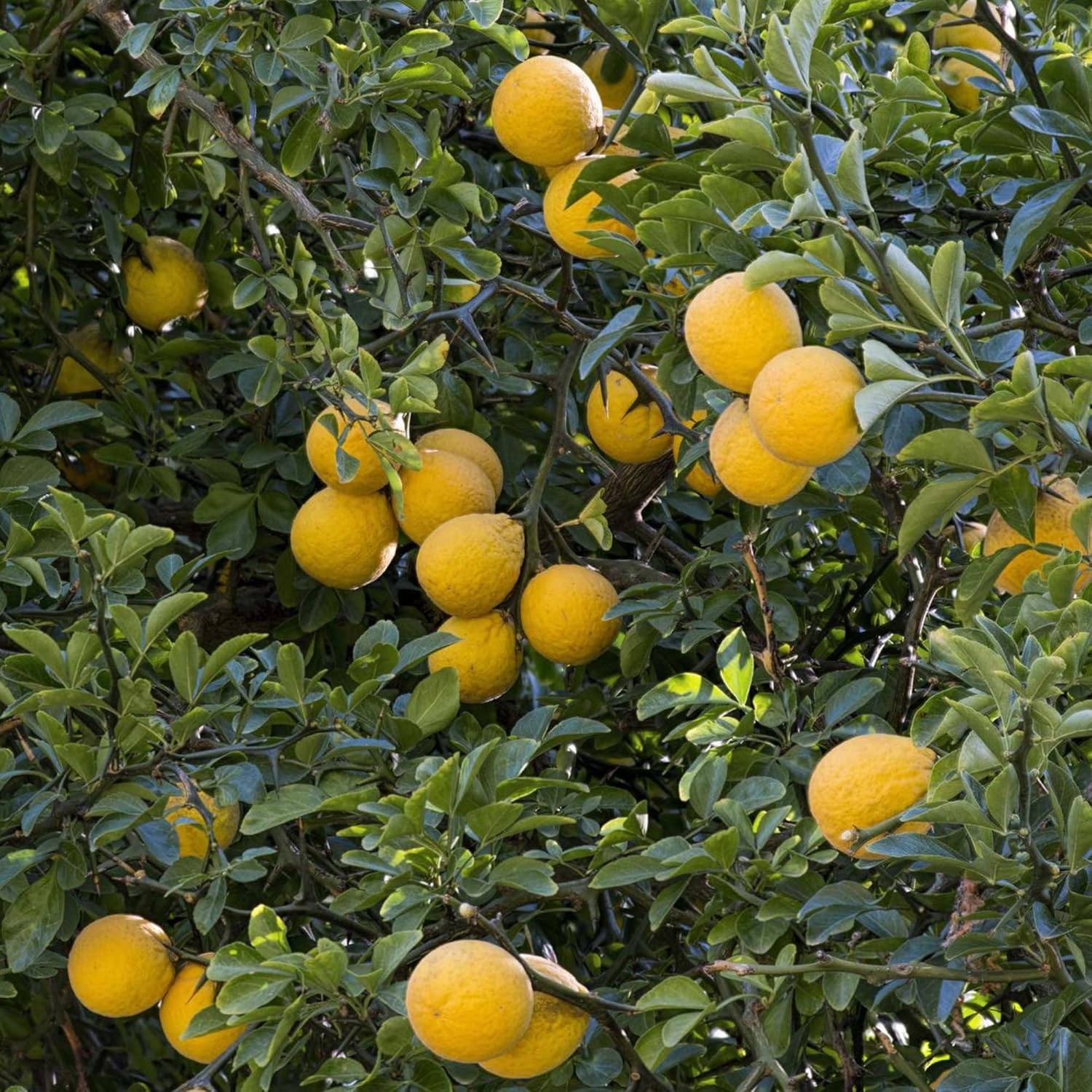 Poncirus trifoliata,Bitter orange, Japanese bitter orange Fruit Seeds for Planting - A Hardy Citrus for Your Garden