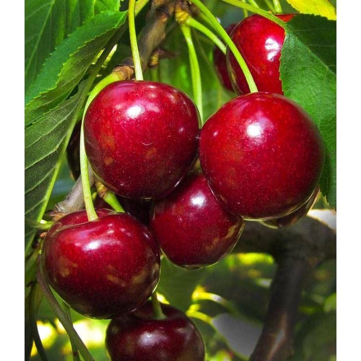 Lapins Sweet Cherry Fruit Seed for Planting - Pack for Growing Juicy, Red Berries,Heirloom Seeds