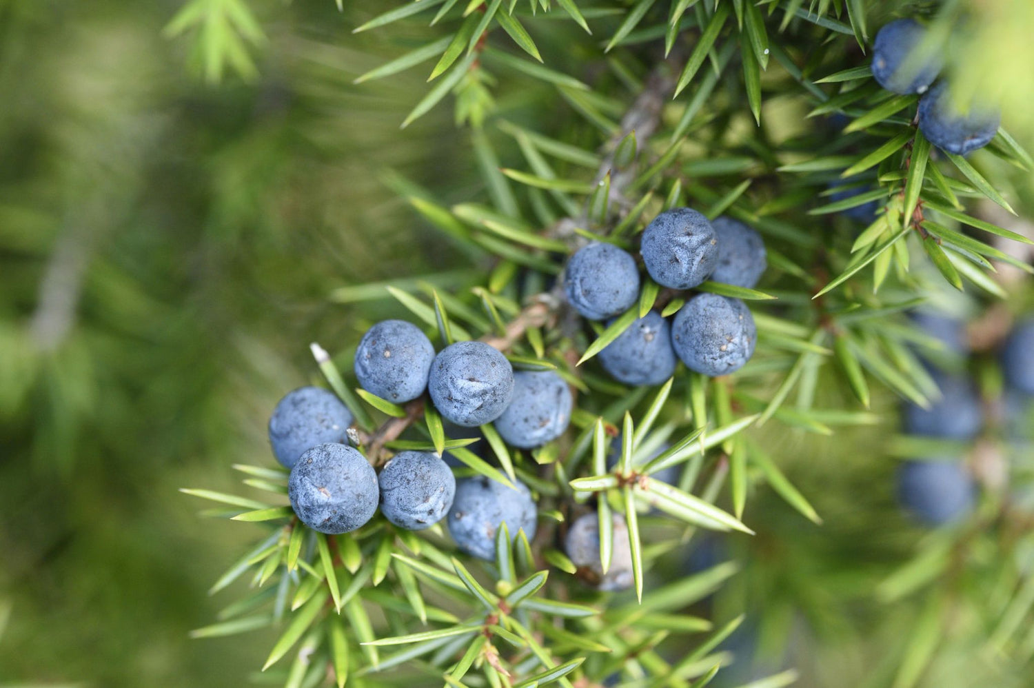 Juniperus Berry Fruit Seeds for Planting - Growing Aromatic and Hardy Juniper Trees, GMO Free