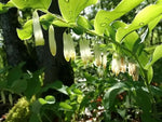 White Polygonatum Plant Seeds for Planting – NON GMO Seeds Dhara Seeds