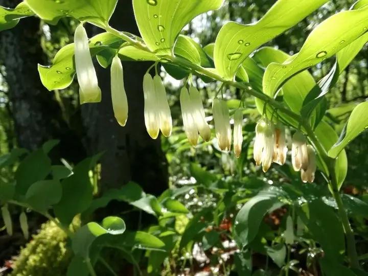 White Polygonatum Plant Seeds for Planting – NON GMO Seeds Dhara Seeds
