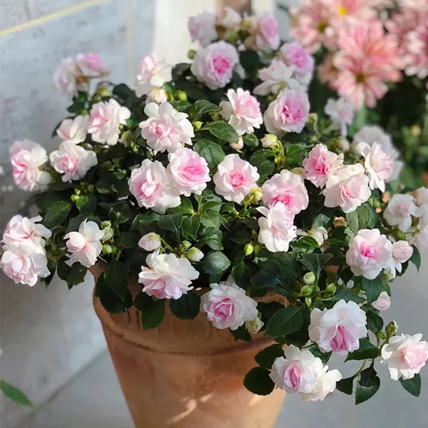 White Purple Camellia Flower Seeds – Non-GMO, Perfect for Garden Planting