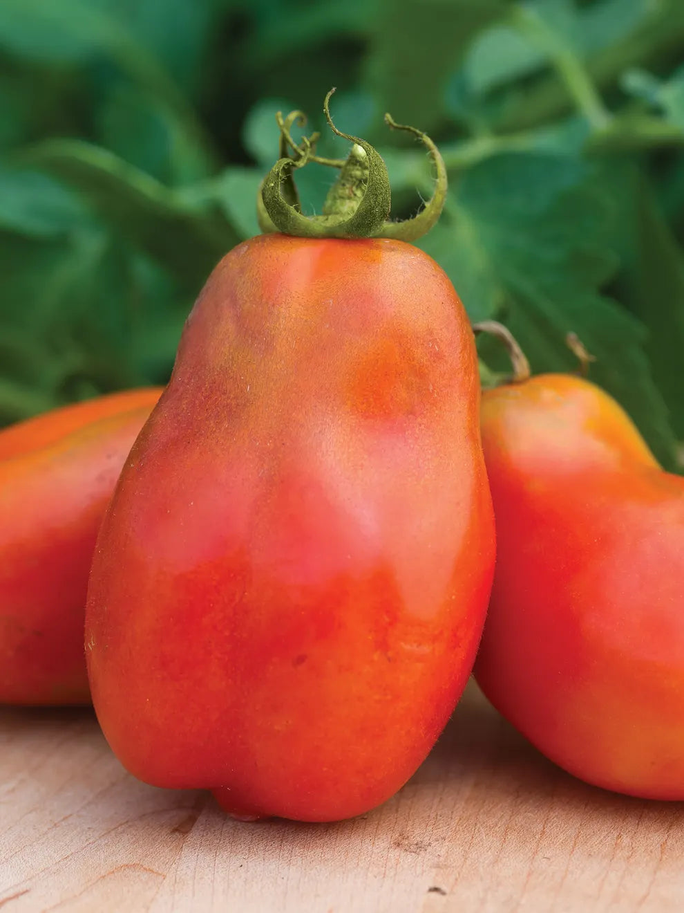 Heirloom Mixed Linguisa Tomato Seeds for Planting - Non-GMO Garden Seeds