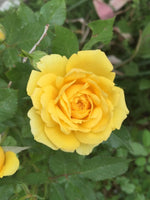 Rose Flower Heirloom Non Gmo Image