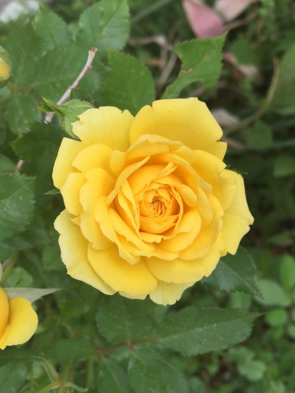 Rose Flower Heirloom Non Gmo Image