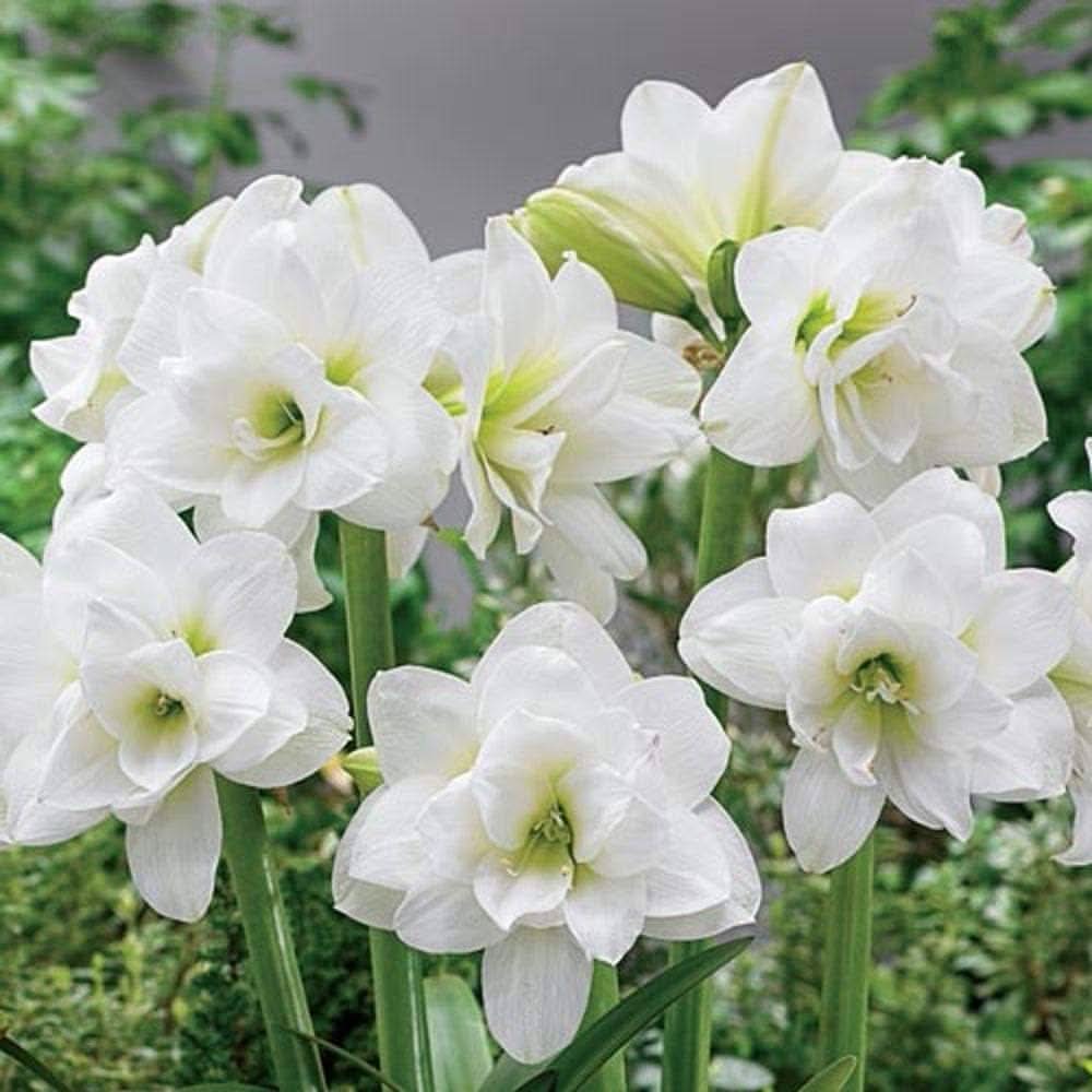 Amaryllis Hippeastrum White flower seeds for planting in indoor pots and decorative garden containers