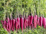Purple Carrot Heirloom Non Gmo Image