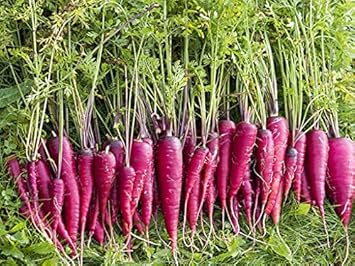 Purple Carrot Heirloom Non Gmo Image