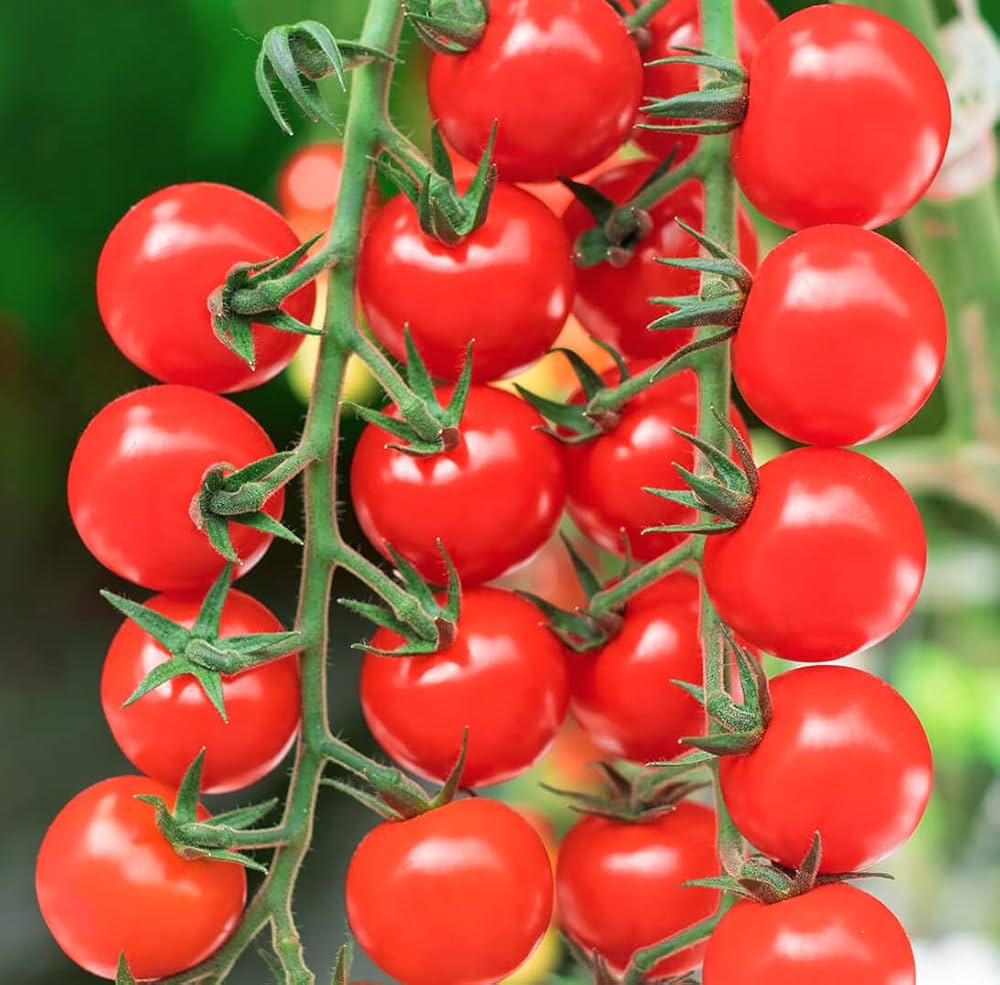 Cherry Tomato Solanum lycopersicum Vegetable Seeds for Planting for Vegetable Patch