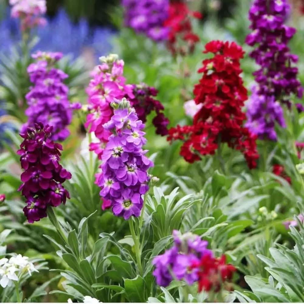 Stock Purple Ten-Week High Red Flowering Seeds For Planting
