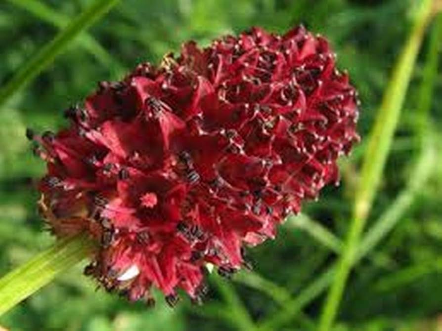 Great Burnet seeds cucumber flavor