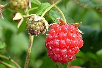 Raspberry Fruit - Heirloom, Non - Gmo Seeds