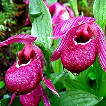 Macranthos (Macranthos scientific name) for planting in garden