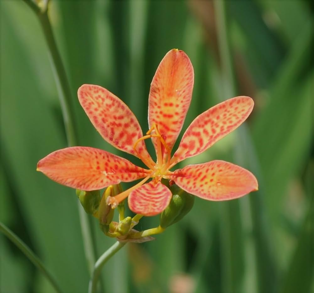Blackberry Lily Seeds, Flower Seeds, Chinese Medicine Seeds