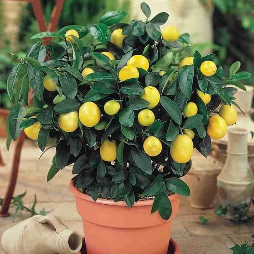 Lemon and lime seeds for fruit garden planting