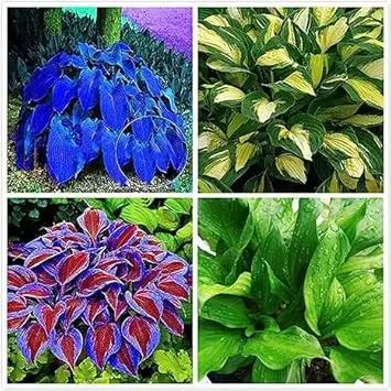 Hosta Jardin Plant Seeds for Planting - NON GMO Seeds for planting in home garden