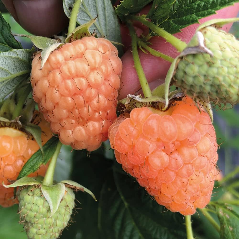 Double Gold Raspberry Seeds