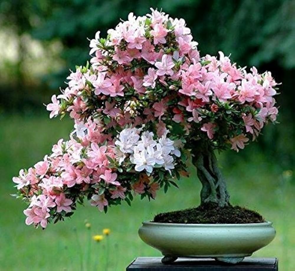 Spring Bonsai Flower Seeds Mix – of Varieties for Yard Garden