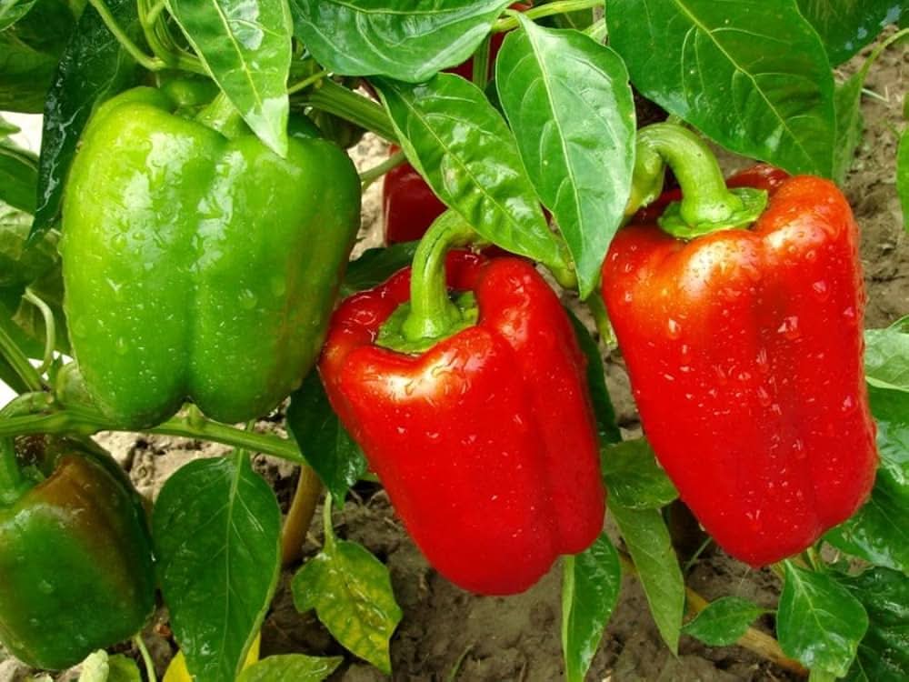 Cajun Hybrid Pepper Vegetable Seeds