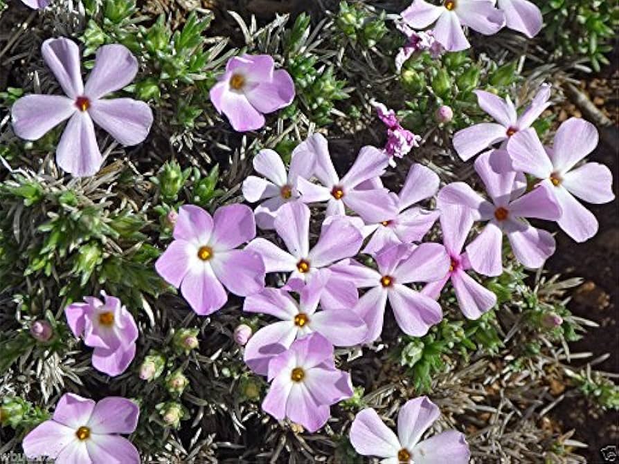 Phlox Seeds - Mountain Phlox