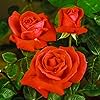 Tropicana Tea Rose (Rosa hybrid) for planting in flower bed