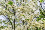 Cornus florida white flowering dogwood for garden