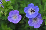 Rozanne Flower Seeds for Garden Planting - NON GMO Seeds Dhara Seeds